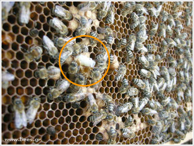 bees