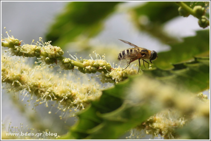 bees