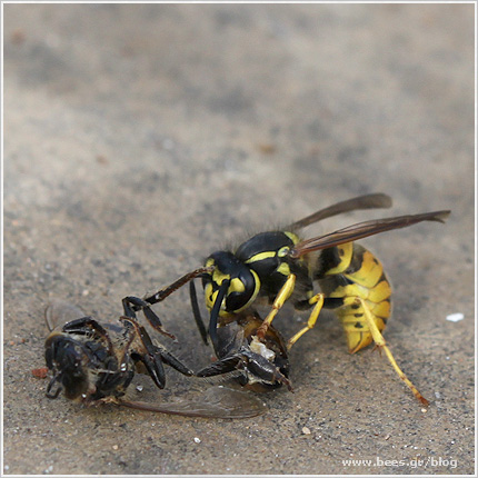 bees