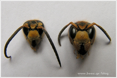 bees
