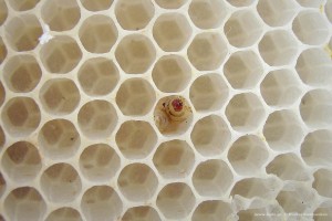 Κηρόσκωρος waxmoth galleria mellonella