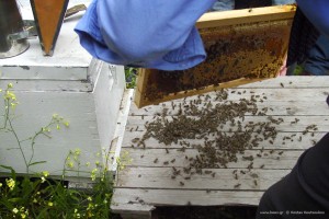 Ενίσχυση μελισσιού με οικιακές εργάτριες.