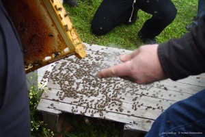 Ενίσχυση μελισσιού με οικιακές εργάτριες.