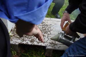 Ενίσχυση μελισσιού με οικιακές εργάτριες.