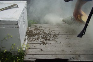 Ενίσχυση μελισσιού με οικιακές εργάτριες.