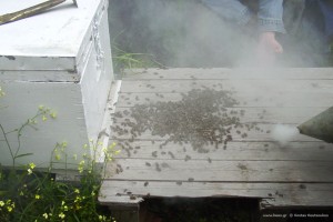 Ενίσχυση μελισσιού με οικιακές εργάτριες.