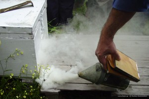 Ενίσχυση μελισσιού με οικιακές εργάτριες.