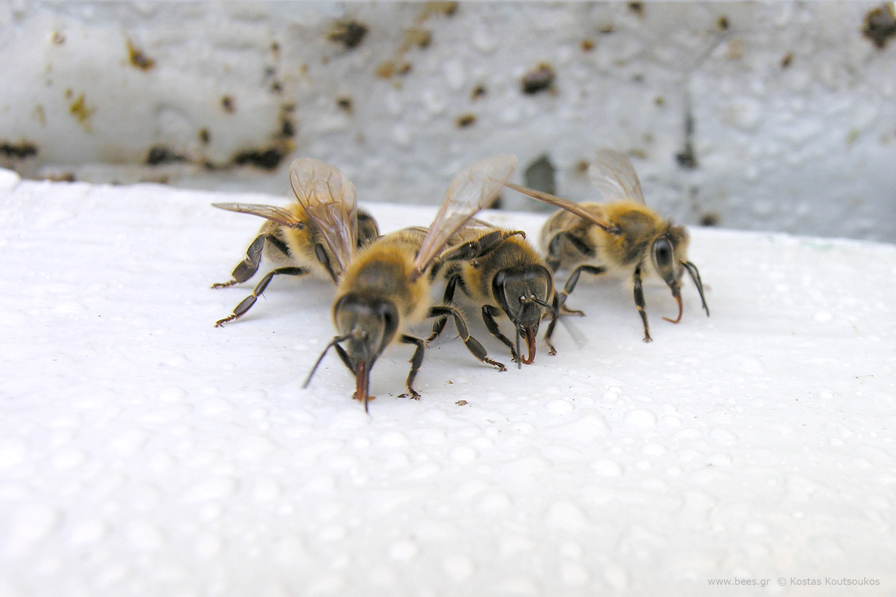 μέλισσες που δροσίζονται στον καύσωνα