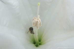 datura inoxia Δατούρα