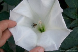 datura inoxia Δατούρα