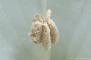 datura inoxia Δατούρα