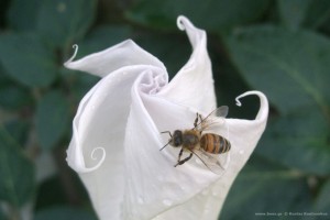 datura inoxia Δατούρα