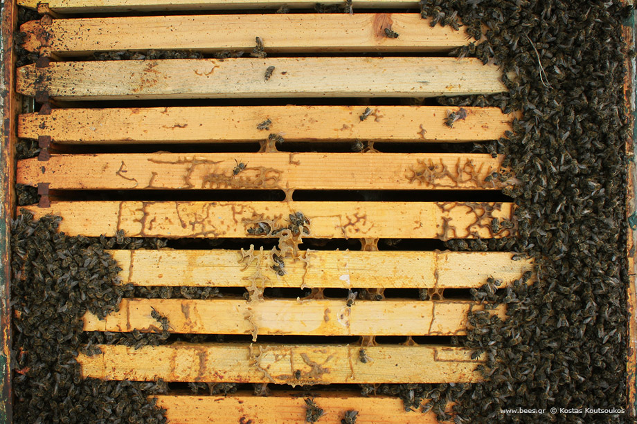 χιλιάδες νεκρές μέλισσες στα πλαίσια
