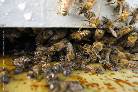 bees in honey