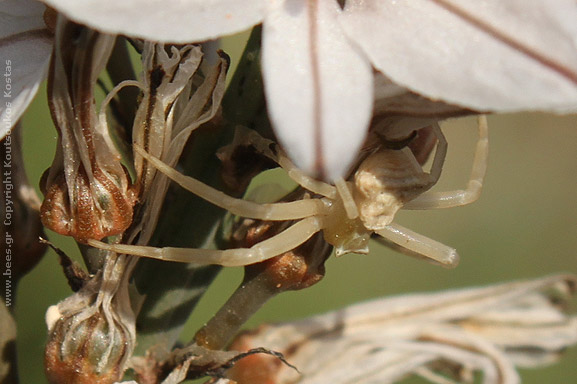 spider on Asphodelus aestivus