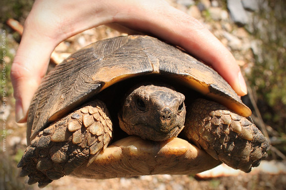 002 turtle χελώνα