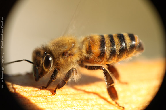 003 μέλισσα apis melifera