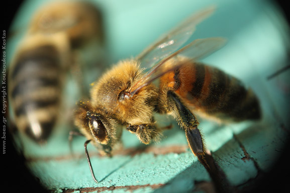 004 bee