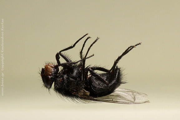 dead fly μύγες, μύγα