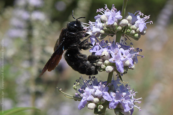 Μέλισσα Ξύλου xylocopa virginica