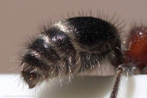 Mutillidae velvet ant ουρά με κεντρί