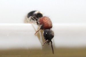 Mutillidae velvet ant
