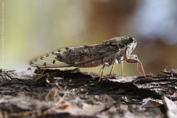 cicada cicada