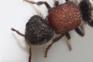 Mutillidae velvet ant κεφάλι