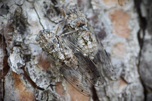 cicadas having sex cicadas having sex