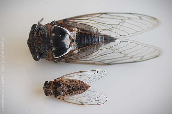 cicadas τζιτζίκια cicadas τζιτζίκια