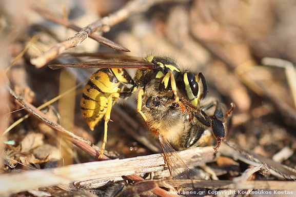 yellow jacket wasp, eating bee