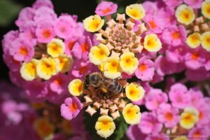 Μελισσοκομικά φυτά: Lantana Camara Λαντάνα Έρπουσα