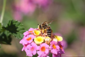 Μελισσοκομικά φυτά: Lantana Camara Λαντάνα Έρπουσα