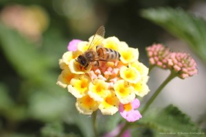 Μελισσοκομικά φυτά: Lantana Camara Λαντάνα Έρπουσα