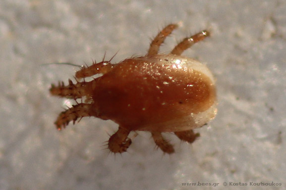 mite mite