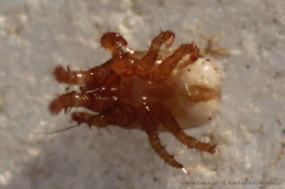mite mite
