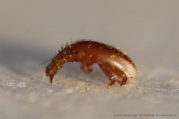 mite mite