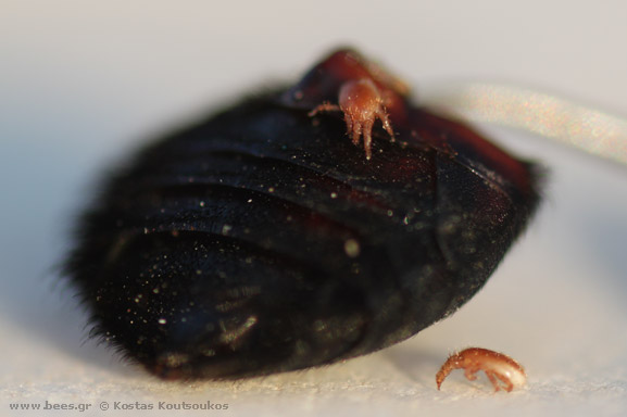 mites mites