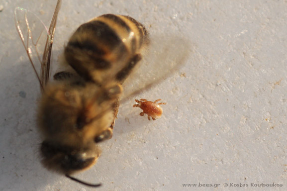 bee bee