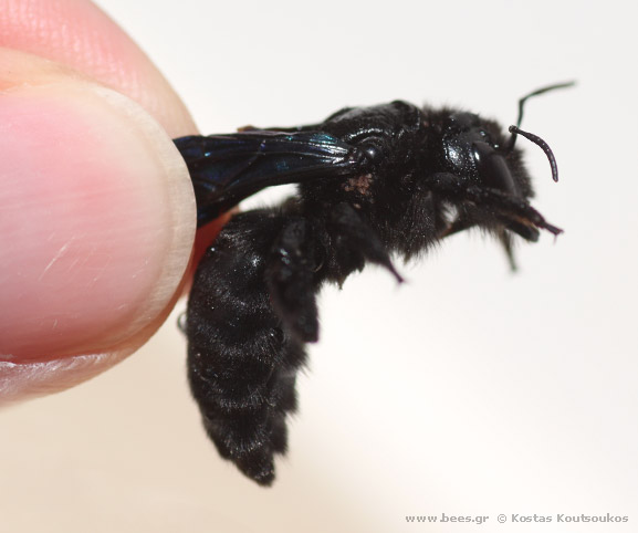 xylocopa xylocopa
