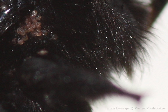xylocopa xylocopa