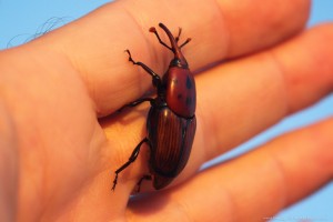 το κόκκινο σκαθάρι του φοίνικα , Red Palm Weevil ή Asian palm weevil ή Rhynchophorus ferrugineus ή beetle of Palms ή κόκκινο ρυγχωτό σκαθάρι ήκόκκινος ρυγχωτός κάνθαρος.