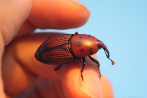 το κόκκινο σκαθάρι του φοίνικα , Red Palm Weevil ή Asian palm weevil ή Rhynchophorus ferrugineus ή beetle of Palms ή κόκκινο ρυγχωτό σκαθάρι ήκόκκινος ρυγχωτός κάνθαρος.