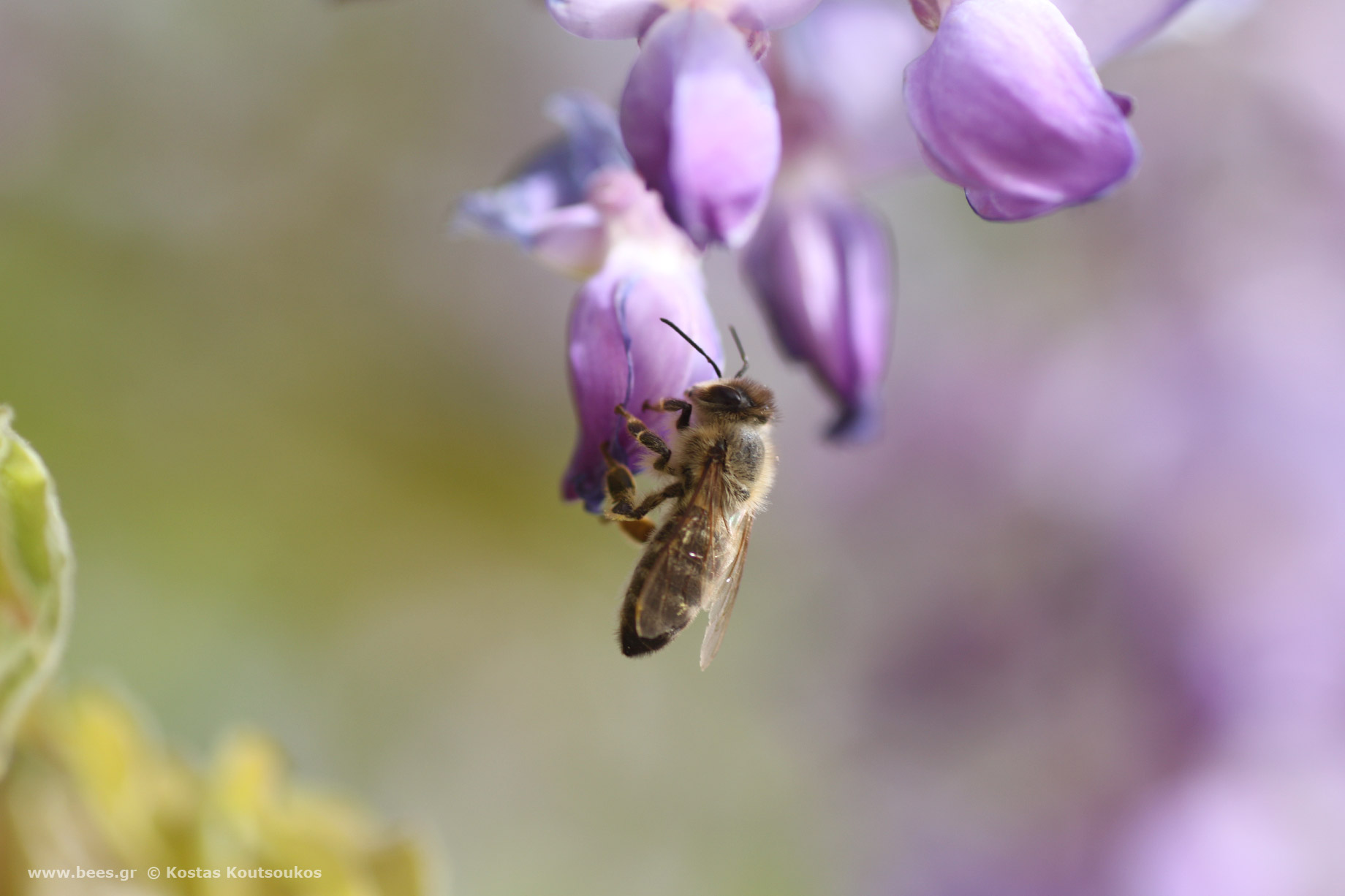 Γλιτσίνια (wisteria) και μέλισσα
