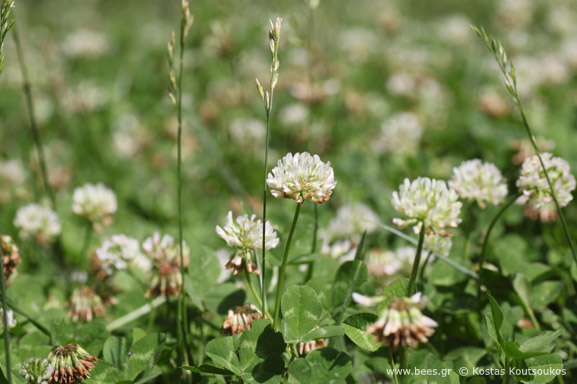 Τριφύλλι έρπον - trifolium repens