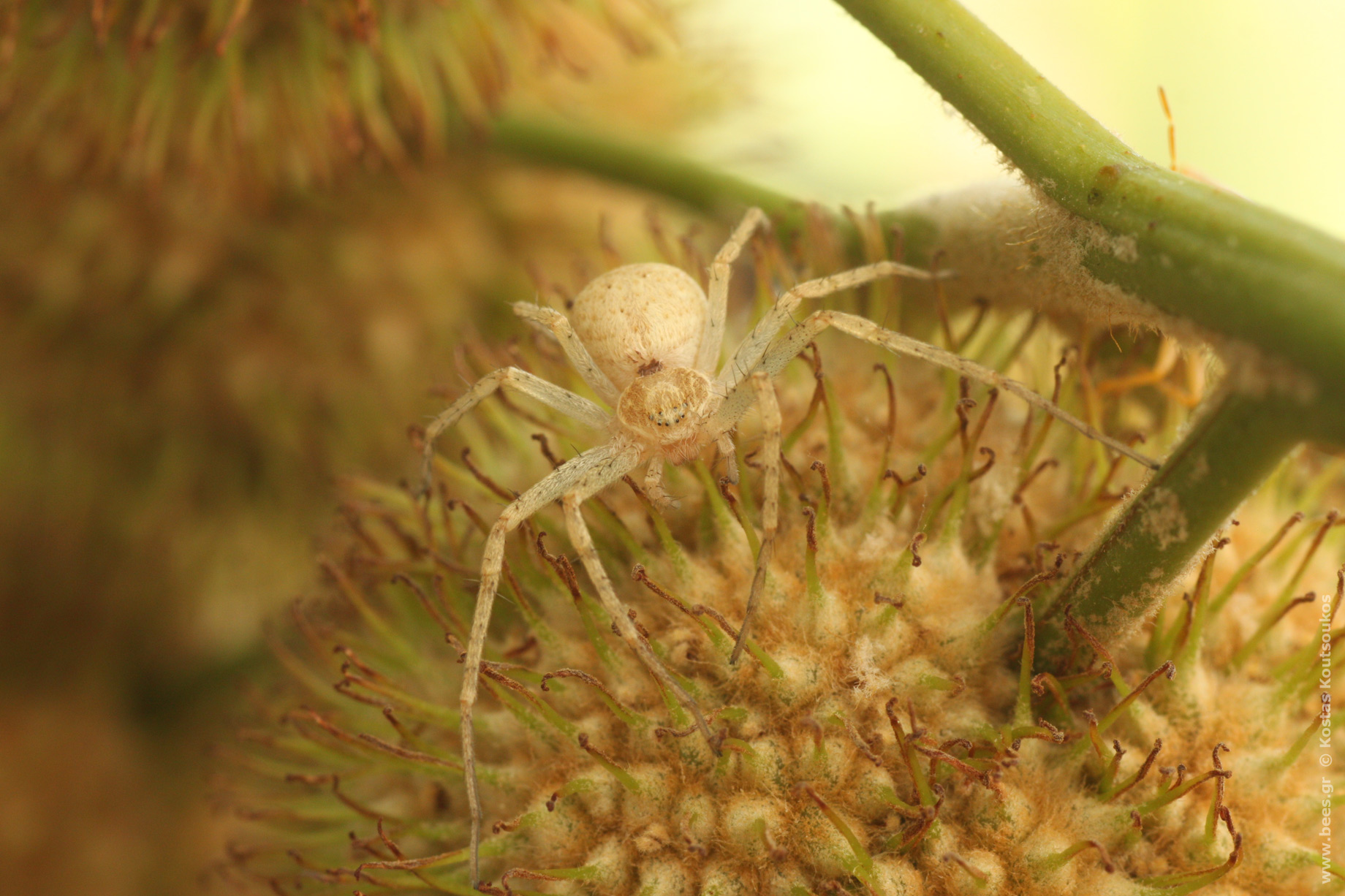 Αράχνη - Spider Philodromus