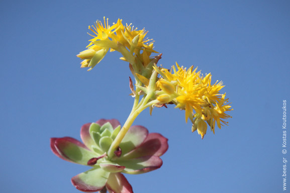 παχύφυτο παχύφυτο
