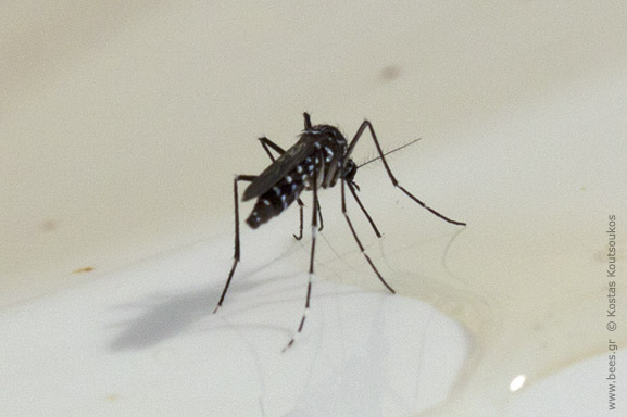 Κουνούπι τίγρης Aedes albopictus - Asian Tiger Mosquito