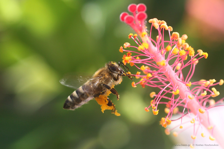 Μέλισσα, φορτωμένη με γύρη σε Ιβίσκο