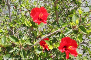 red hibiscus κόκκινος Ιβίσκος